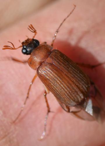 Serica sp.